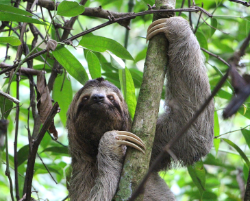 Costa Rica Sloth